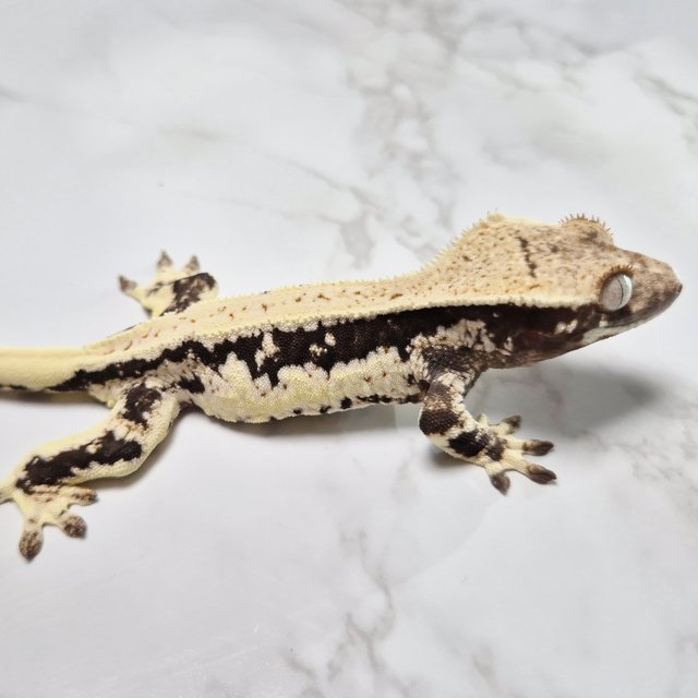 릴리100%헷아잔틱