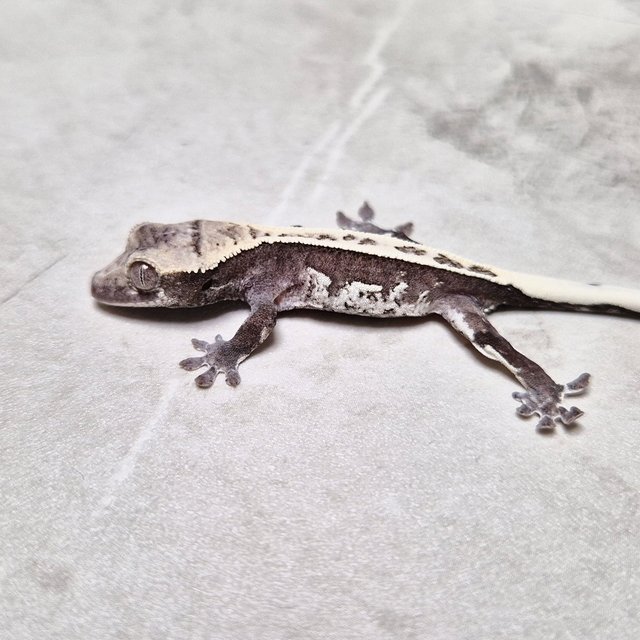White Crown Axanthic Super Stripe