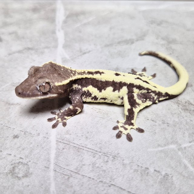 Frappuccino Axanthic Lilly Axanthic