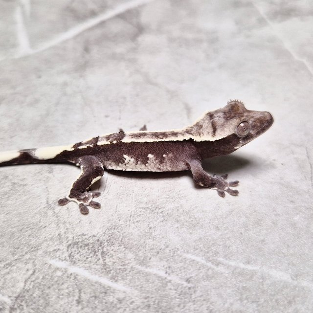 Axanthic