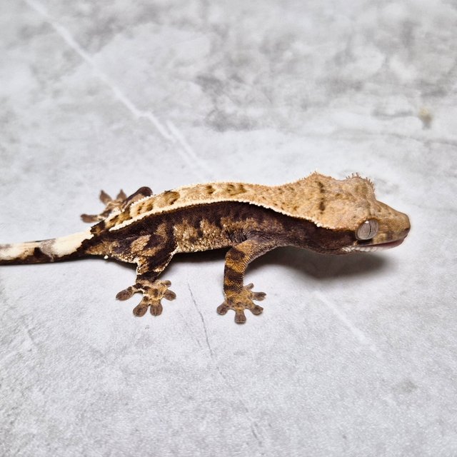 100% Het Axanthic Cappuccino