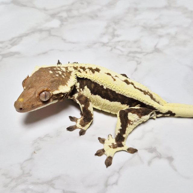 프라푸치노 100%헷아잔틱