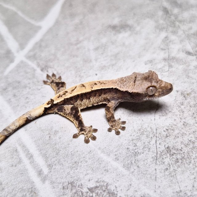 Cappuccino 100% Het Axanthic