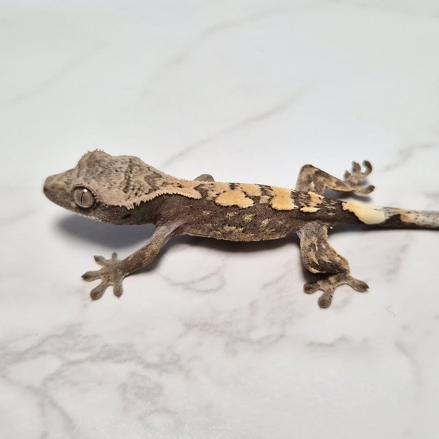 세이블 100%헷아잔틱