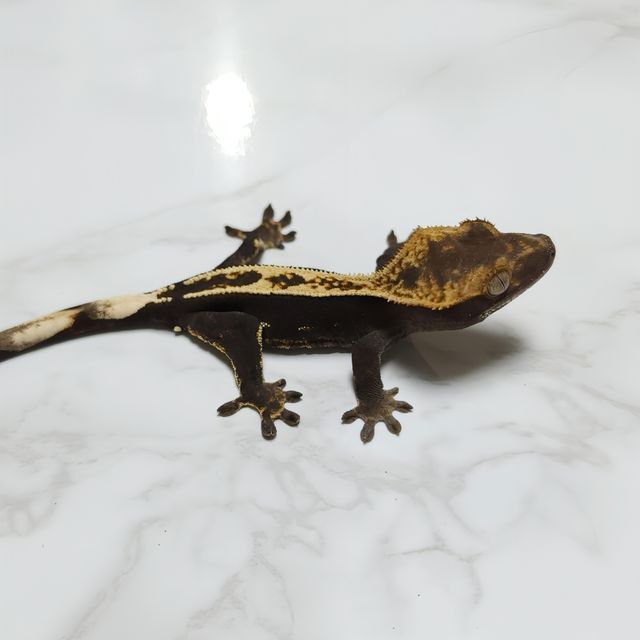 100%헷아잔틱 핀스트라이프