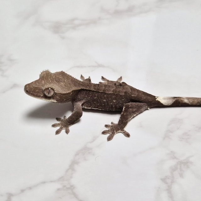 카푸치노 아잔틱