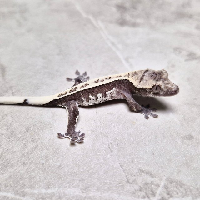 White Crown Axanthic Super Stripe