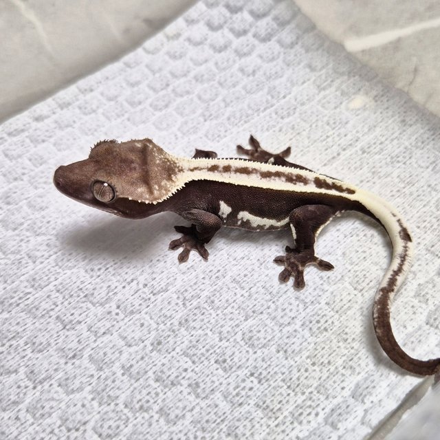 Super Stripe White Crown Axanthic