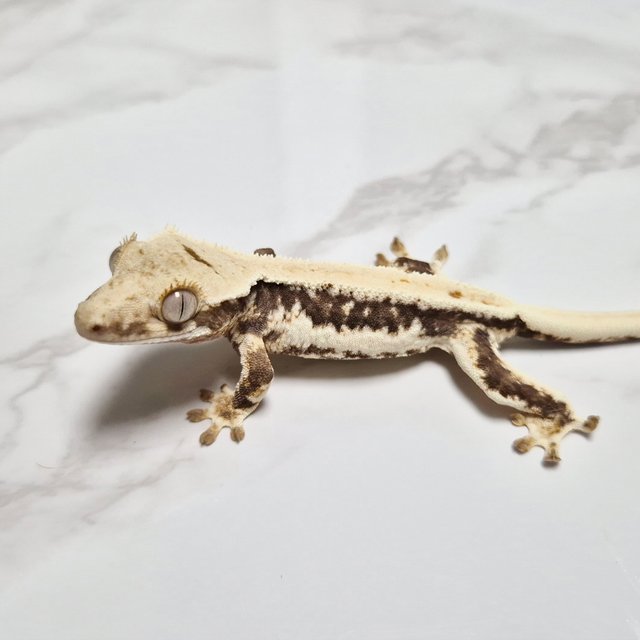 릴리100%헷아잔틱