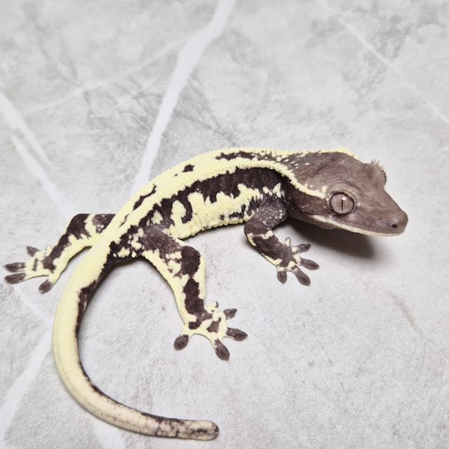Frappuccino Axanthic Lilly Axanthic