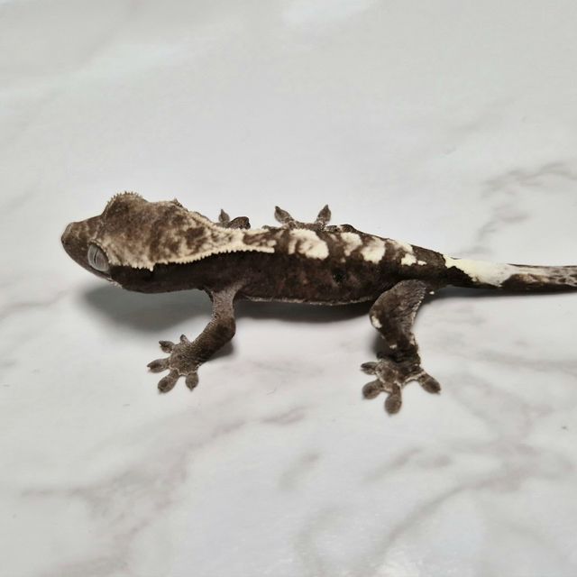 아잔틱