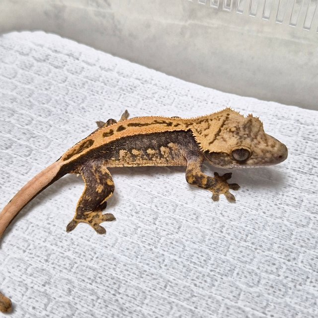100% Het Axanthic Super Stripe