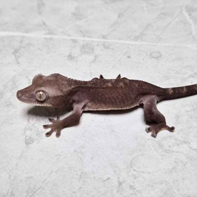 100% Het Axanthic Luwak