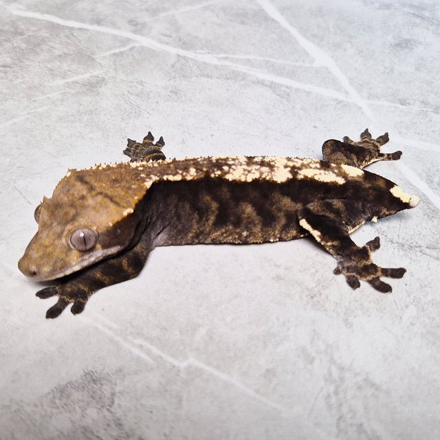 Cappuccino 100% Het Axanthic