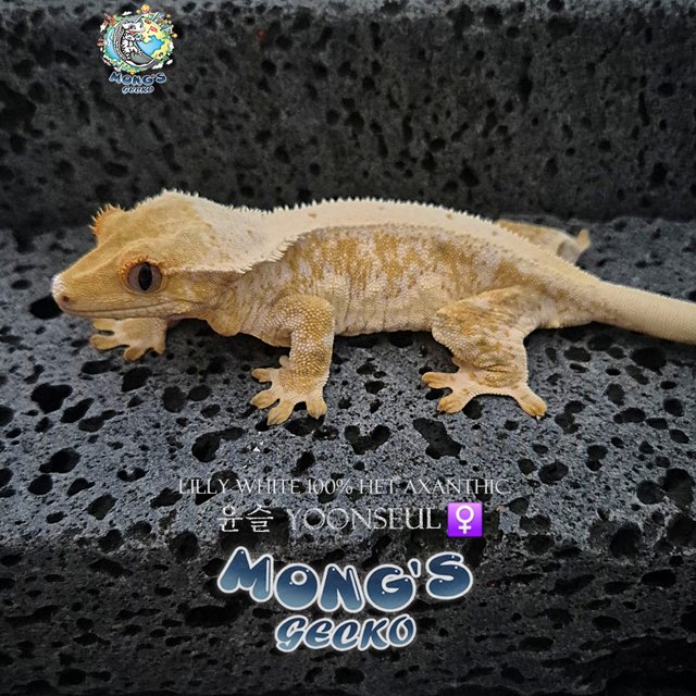 Lilly 100% Het Axanthic