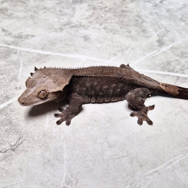 Cappuccino Axanthic