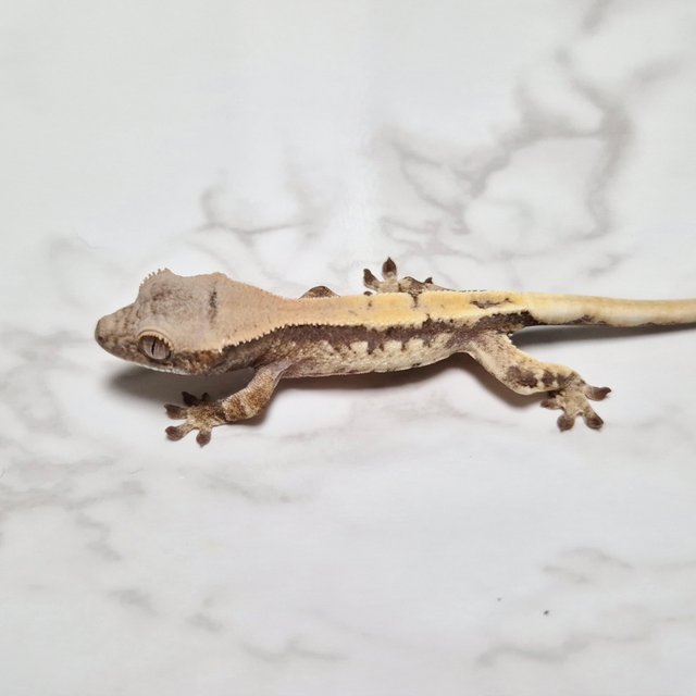 Sable LW Sable 100% Het Axanthic Lilly 100% Het Axanthic