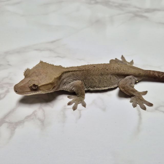 카푸치노 아잔틱