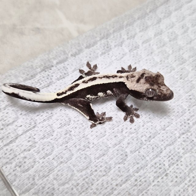 White Crown Axanthic Full Pinstripe