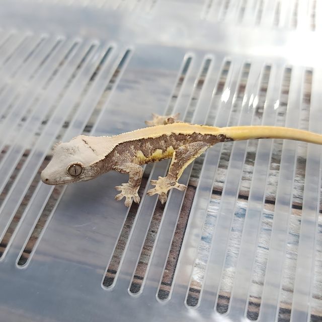 Lilly 100% Het Axanthic