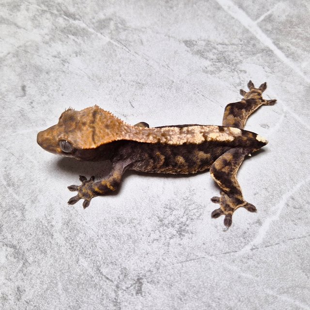 100% Het Axanthic Cappuccino