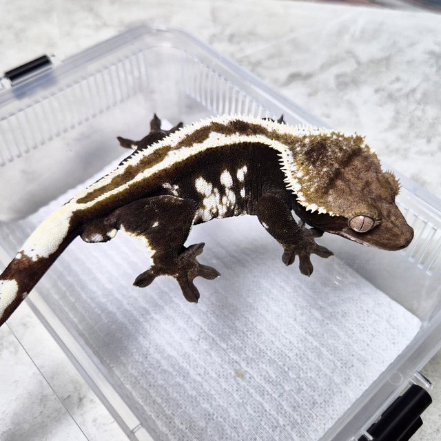 Super Stripe Axanthic White Crown