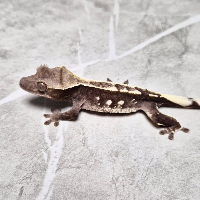 White Spot Axanthic White Crown
