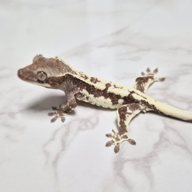 Axanthic Frappuccino Lilly Axanthic