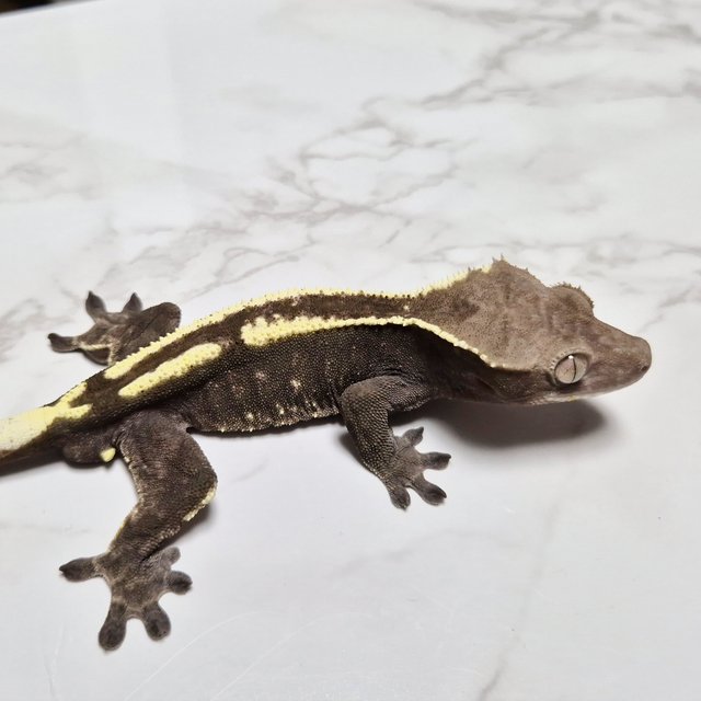 카푸치노 아잔틱