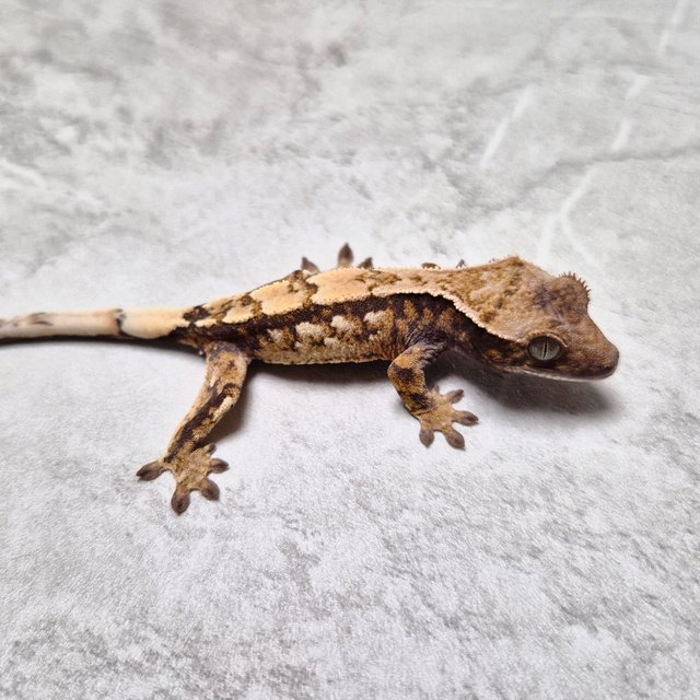 세이블 100%헷아잔틱