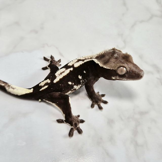 아잔틱