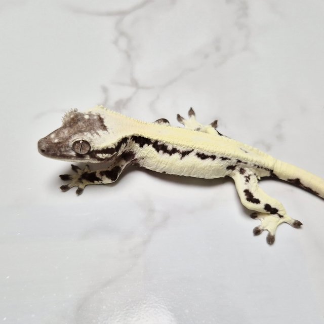 릴리 세이블 아잔틱 세이블 릴잔틱