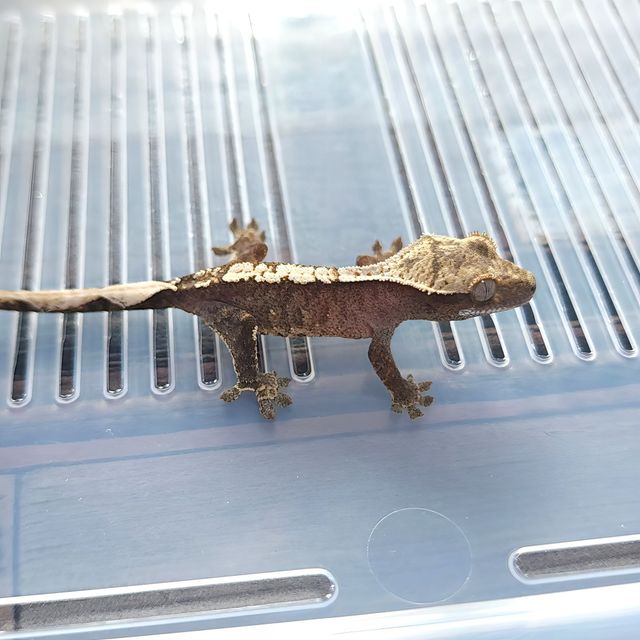 Cappuccino 100% Het Axanthic