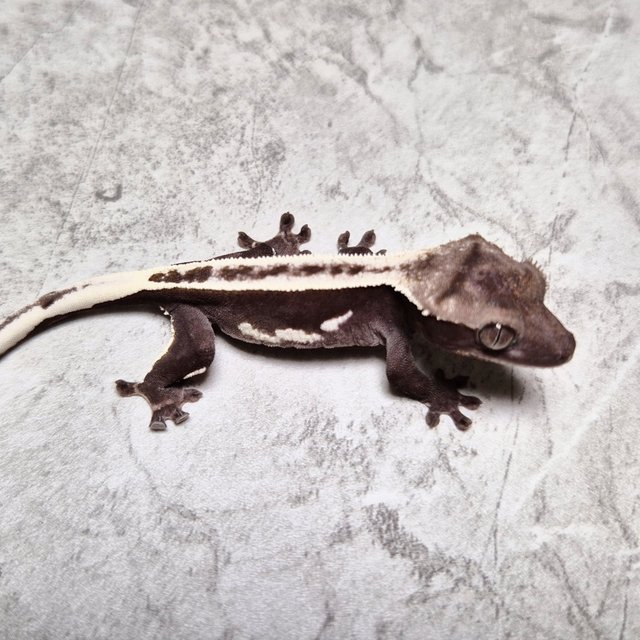 White Crown Super Stripe Axanthic