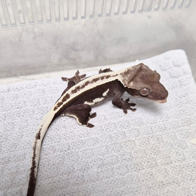 Super Stripe White Crown Axanthic