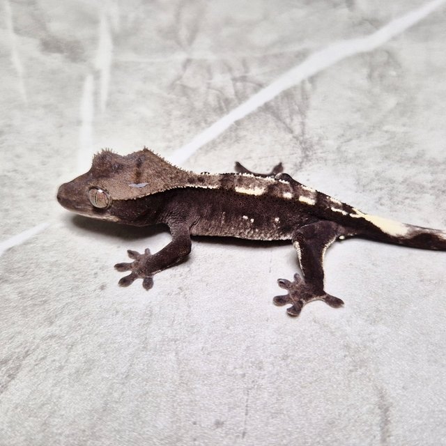 Axanthic