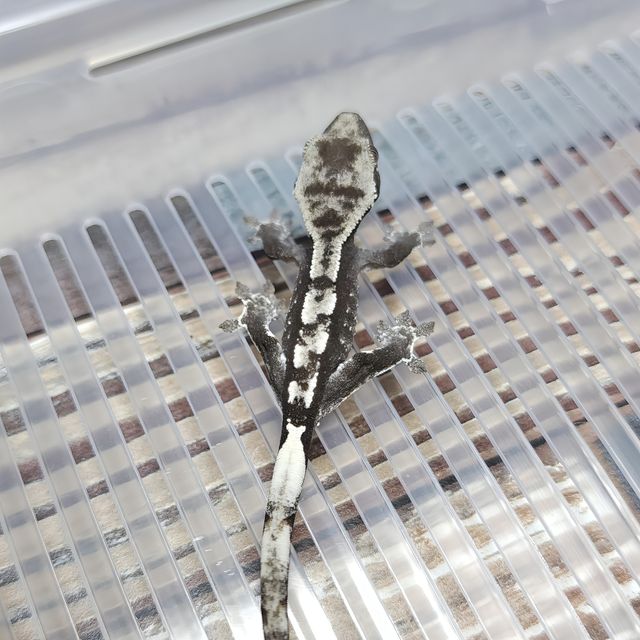 아잔틱