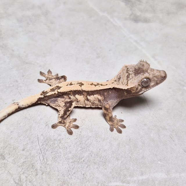 Sable 100% Het Axanthic