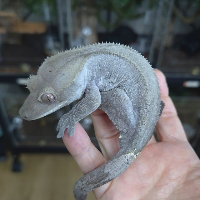 Cappuccino Axanthic