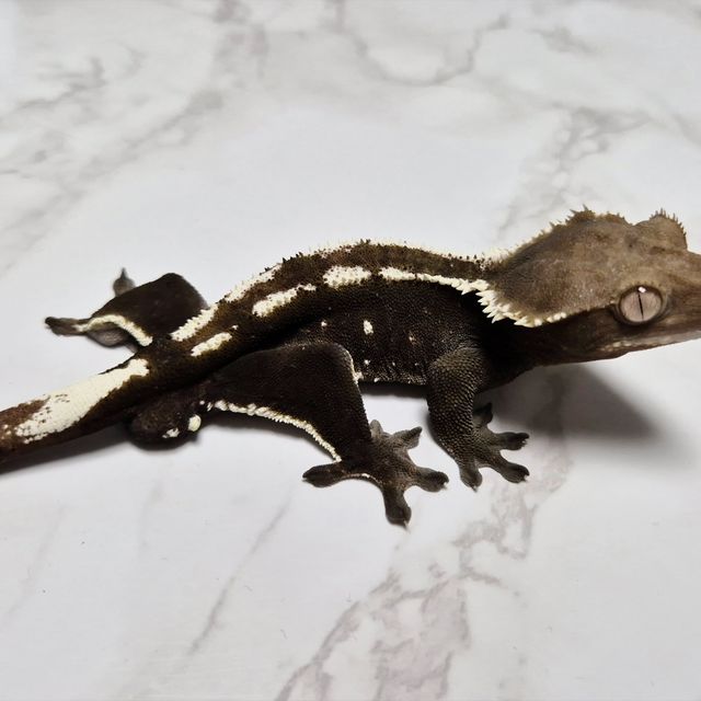 아잔틱