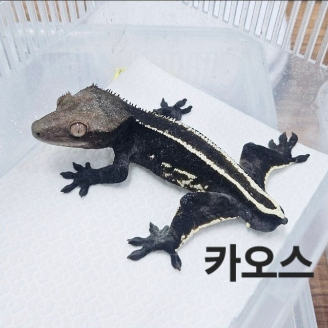 Axanthic