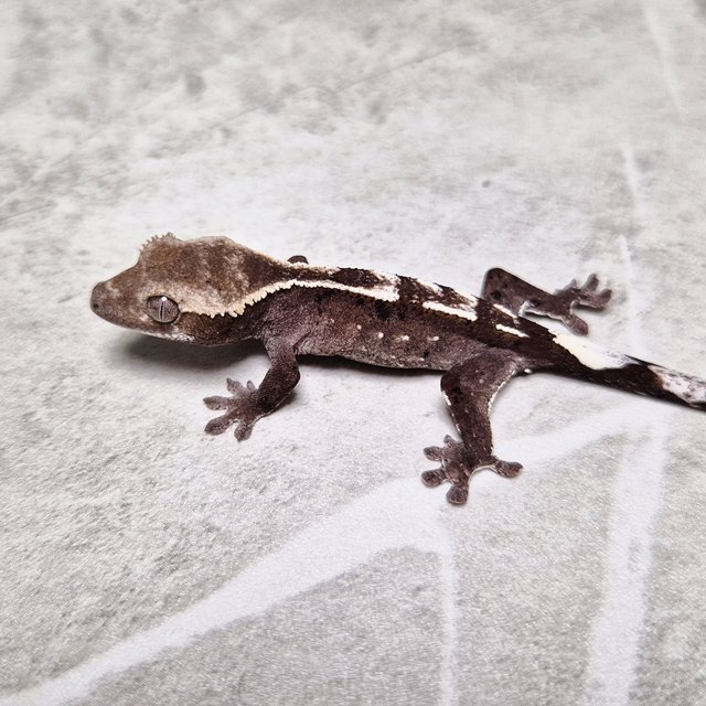 Cappuccino Axanthic