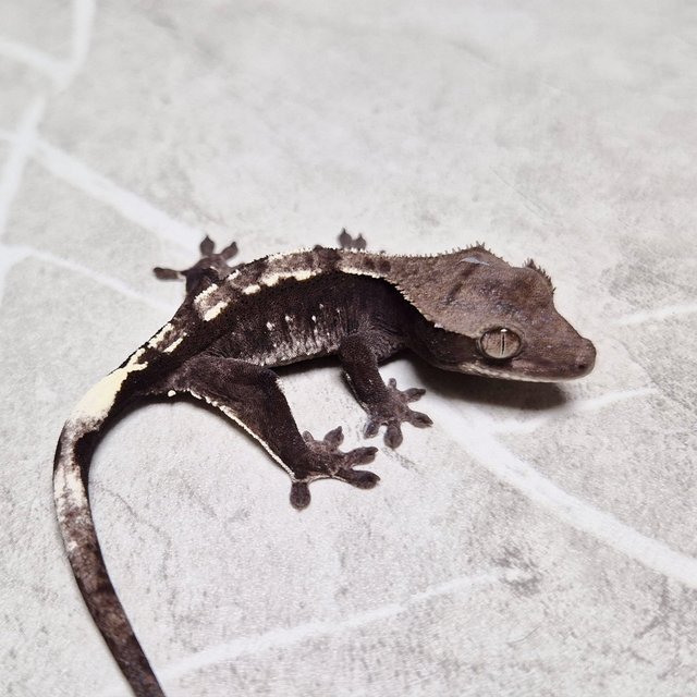 Axanthic