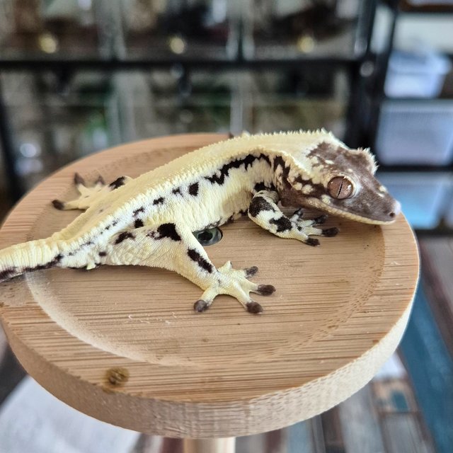 Sable LW Sable Lilly Axanthic Axanthic