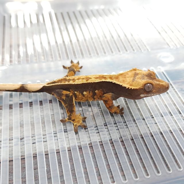 100%헷아잔틱 풀핀