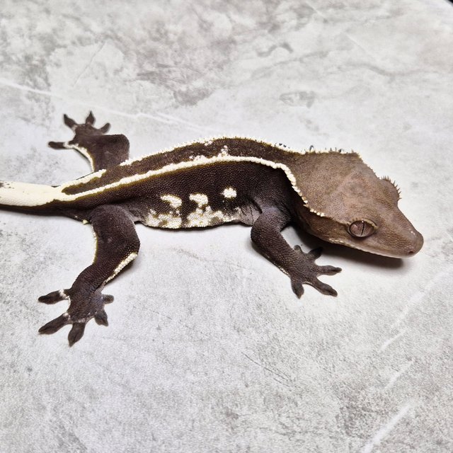 Axanthic