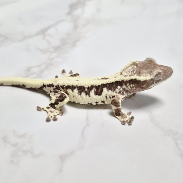 Lilly Axanthic Axanthic Frappuccino