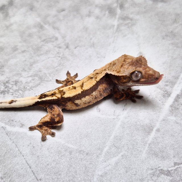 100% Het Axanthic Sable