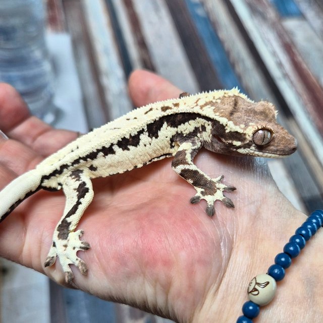 100% Het Axanthic Frappuccino