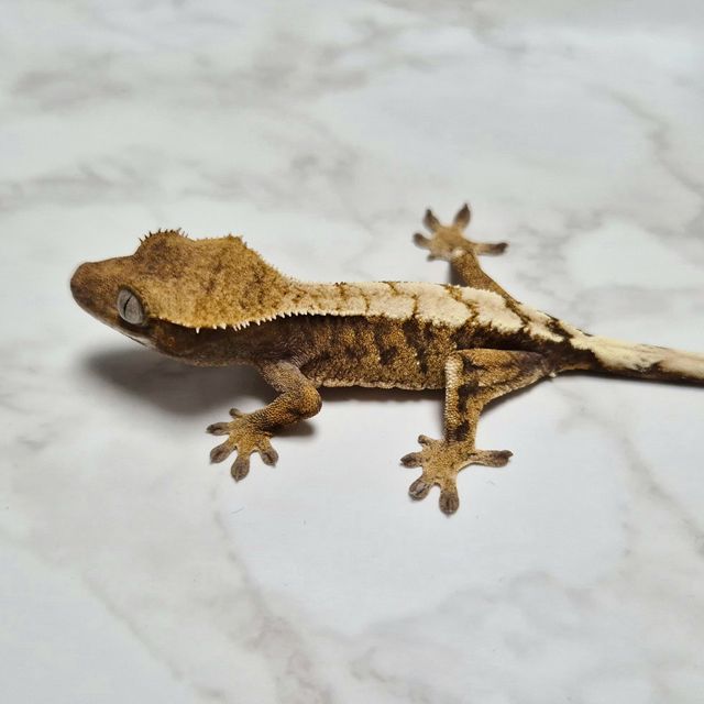 세이블